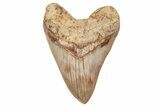 Serrated, Collector Quality Megalodon Tooth - Indonesia #208763-1